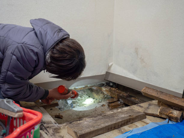 Best Mold Odor Removal Services  in Worth, IL